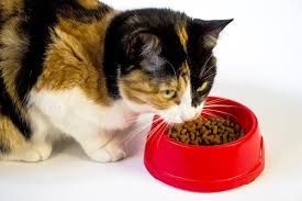 cat foods for kidney disease