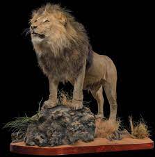 best lion taxidermy south africa get