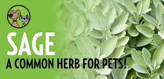 Common Herbs For Cats And Dogs Sage