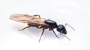 The Signs And Symptoms of Carpenter Ants And How to Get Rid of Them