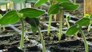 When To Start Your Seeds Indoors Gardeners Supply