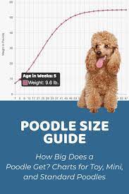 poodle size guide how big does a toy
