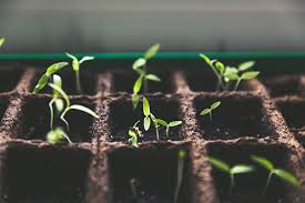 start seedlings in a greenhouse
