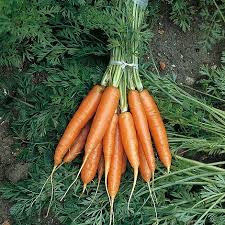 The 6 roots are perfect for snacking, with a juicy and nearly grainless texture and a crisp, sweet flavor that pairs well with your favorite savory veggie dip. Carrot Nantes 2 Seeds Thompson Morgan