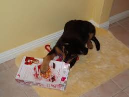 why do dogs eat cardboard the dog