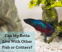 can betta fish live with other fish in