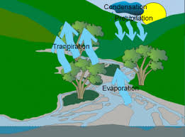 Secara sederhana, evaporasi adalah penguapan atau proses perubahan zat cair menjadi zat gas evaporasi menyebabkan pendinginan cairan yang tersisa. Perbedaan Antara Evaporasi Dan Transpirasi