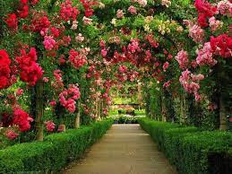 beautiful garden wallpapers hd