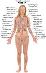 Human Body Diagrams Wikimedia Commons