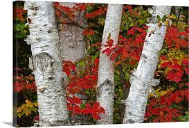 Birch Trees Surrounded By Red Maple