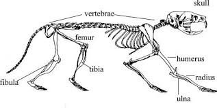 Rodent Skeleton Owl Pellets Anatomy Study Bones