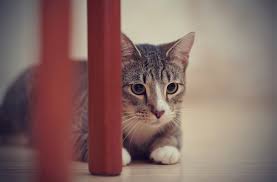 8 Common Cat Fears And Anxieties Petmd