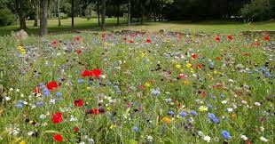How When To Plant Wildflower Seeds