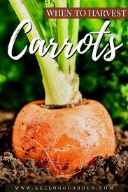 when to harvest carrots kellogg