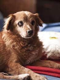 Lung cancer is most often found in older dogs over the age of eight, with the average age of diagnosis for a dog being around eleven years old. How Long Can A Dog Live With Cancer Without Treatment