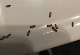 carpet beetle larvae infestation what