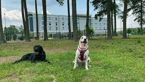 pet friendly hotels in nc dog