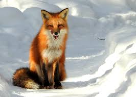 American Red Fox Wikipedia
