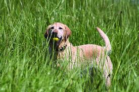 addison s disease in dogs detection