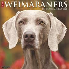 Puppyfinder.com is your source for finding an ideal weimaraner puppy for sale in usa. Just Weimaraners 2020 Wall Calendar Dog Breed Calendar Willow Creek Press 0709786052394 Amazon Com Books