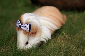 pin on guinea pigs