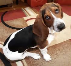 We breed standard and large type european hounds. Blue Ridge Basset Hounds Our Puppies Are More Than Pets They Re Family