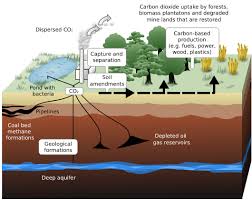 carbon sequestration wikipedia