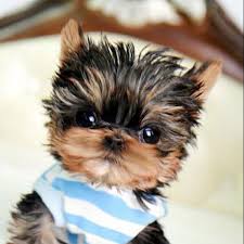 You can receive your puppy same day, next day or in 72 hours depending on your location. Teacup Yorkie Poo Puppies For Sale Near Me Pets Lovers