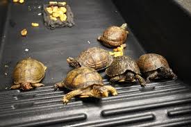 how to breed box turtles in captivity