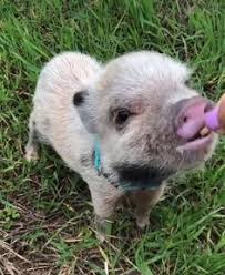 1589 Best Mini Pigs Images Mini Pigs Teacup Pigs Pet Pigs