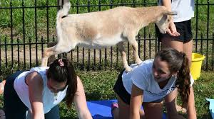 horse and goat yoga comes to maple glen