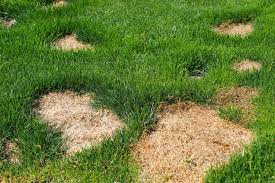 The lawn care experts at diynetwork.com show how to seed as a way to repair a lawn with bare patches. 4 Types Of Lawn Damage And How To Fix Them Diy True Value Projects True Value