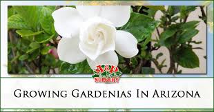 Growing Gardenias In Arizona Mesa