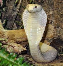 Le cobra royal | Mes animaux préférés