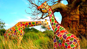 giraffe wallpapers for