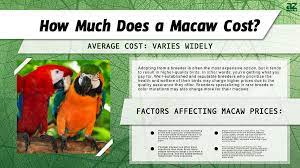 macaw s in 2023 purchase cost