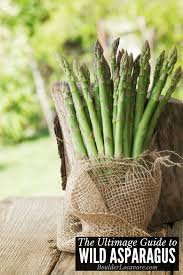 wild asparagus guide finding it