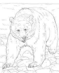 Bear coloring sheet coloring pages are a fun way for kids of all ages to develop creativity, focus, motor skills and color recognition. Realistic Brown Bear Coloring Page Free Printable Coloring Pages For Kids