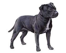 They are stocky and muscular, but should also be active and agile. Staffordshire Bull Terrier Facts Wisdom Panel Dog Breeds