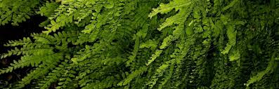 how to grow and forage for lady fern