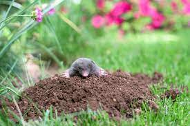 ground moles out of your yard