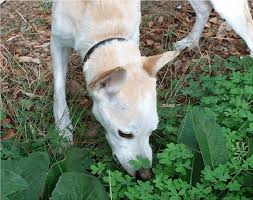 Plant Eating By A Dog Dogs Typically