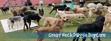 www.greatneckdoggiedaycare.com gambar png