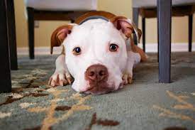 why do dogs scratch carpet how do i
