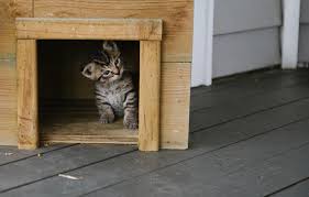 comment faire une maison pour chat soi