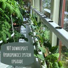 NFT downspout Hydroponics system upgrade - Northern Homestead