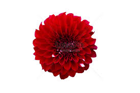 red dahlia flower picture and hd photos