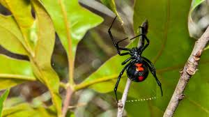 There are three species of black widow spiders in the u.s. Spider Venom 101 The Different Types And Why It S Not Poison