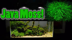 how to grow aquarium moss liverwort