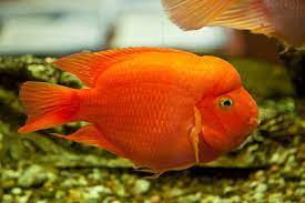 Provided with proper tank conditions, blood parrot cichlid lifespan may be up to 10 years. Blood Parrot Fish Complete Care Guide And Profile